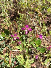 Clarkia rhomboidea