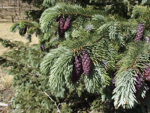 Engelmann spruce (Picea engelmannii)