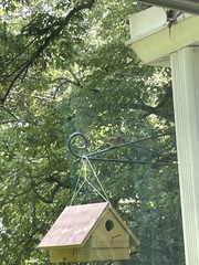 Troglodytes aedon aedon