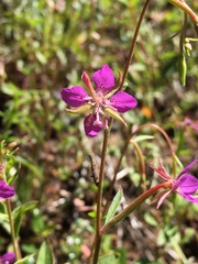 Clarkia rhomboidea