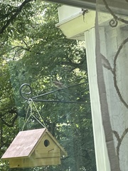 Troglodytes aedon aedon