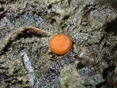 Scutellinia minor