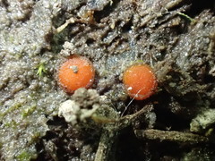 Scutellinia minor