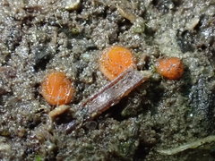 Scutellinia minor