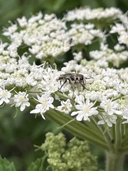 Trichiotinus piger