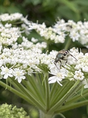 Trichiotinus piger