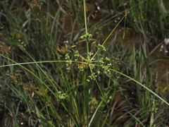 Cyperus pseudovegetus