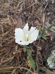Calystegia subacaulis