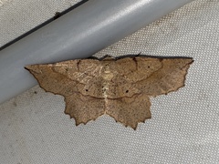 Euchlaena deplanaria