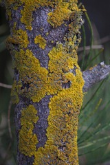 Dufourea streimannii