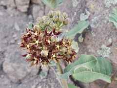 Asclepias hypoleuca