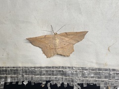 Euchlaena deplanaria