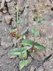 Asclepias hypoleuca