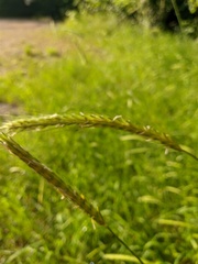 Hordeum geniculatum