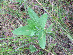 Asclepias ovalifolia