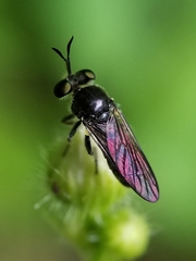 Cerotainia macrocera