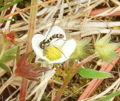 Sphaerophoria novaeangliae