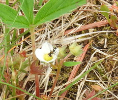 Sphaerophoria novaeangliae