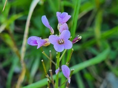 Cardamine tenera