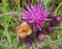 Bombus pascuorum
