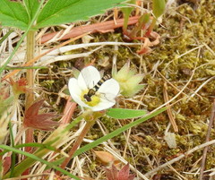 Sphaerophoria novaeangliae