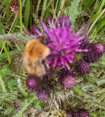 Bombus pascuorum
