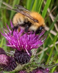 Bombus pascuorum