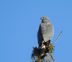 Geranospiza caerulescens