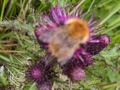 Bombus pascuorum