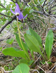 Primula frigida