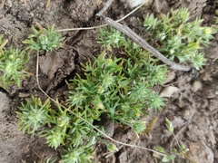 Ceratocephala testiculata