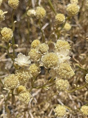 Acamptopappus