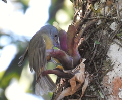 Mionectes rufiventris