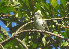 Myiopagis caniceps