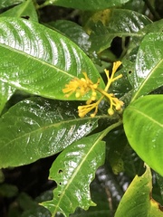 Palicourea lasiorrhachis