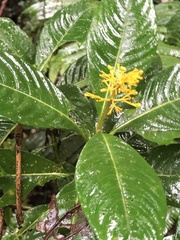 Palicourea lasiorrhachis