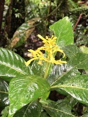 Palicourea lasiorrhachis