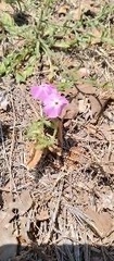 Phlox roemeriana