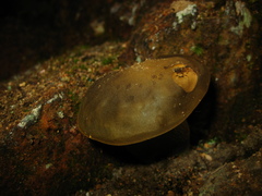 Retiboletus flavoniger
