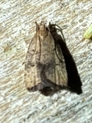 Psilocorsis quercicella