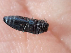 Meliboeus amethystinus