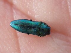 Meliboeus amethystinus