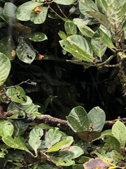 Pleurothyrium palmanum