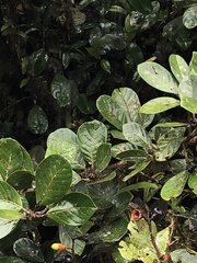 Pleurothyrium palmanum