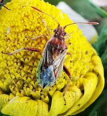 Rhopalus parumpunctatus