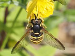 Chrysotoxum fasciolatum