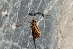 Setina aurita
