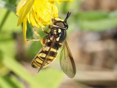 Chrysotoxum fasciolatum