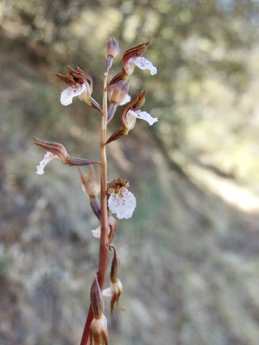 Spring coralroot (Corallorhiza wisteriana)