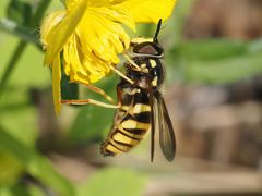 Chrysotoxum fasciolatum